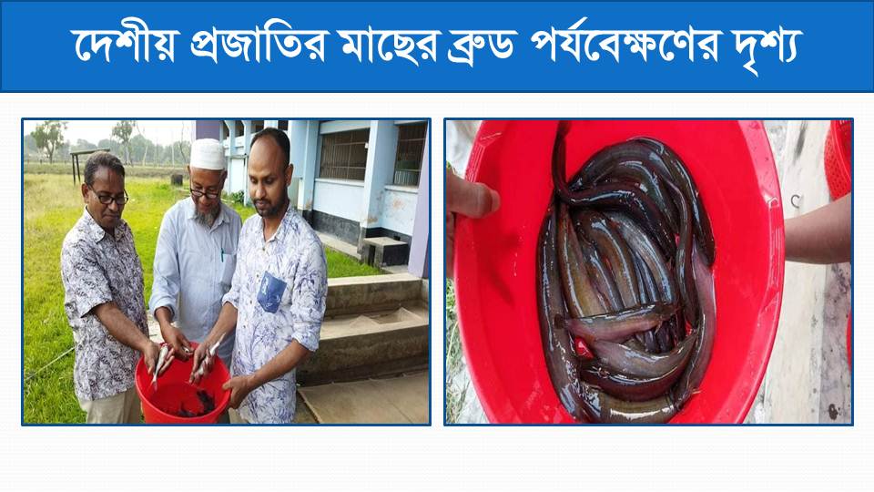 দেশীয় প্রজাতির মাছের ব্রুড পর্যবেক্ষণের দৃশ্য