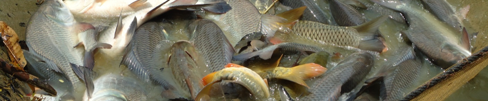 মৎস্য বীজ উৎপাদন খামার, ভোলা সদর, ভোলা