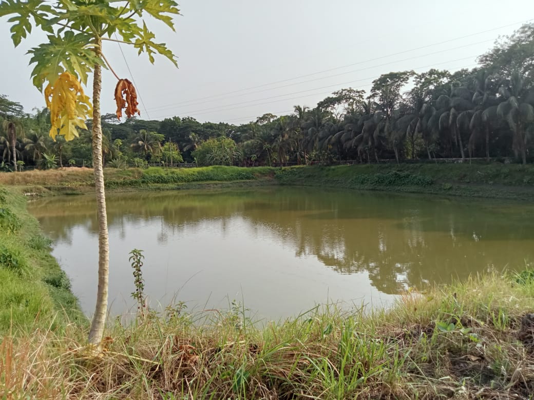 ৫ নং পুকুর