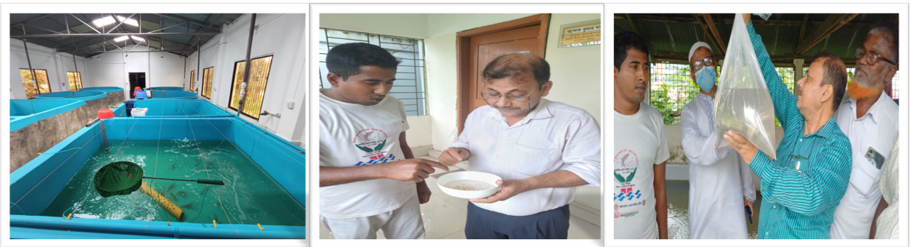 গলদা চিংড়ির পি এল উৎপাদন কার্যক্রম