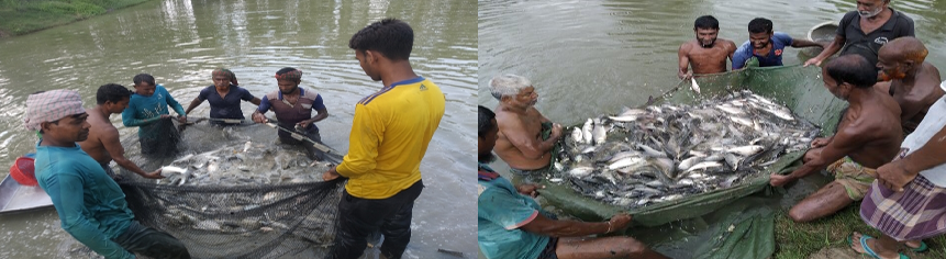 জাল টানা