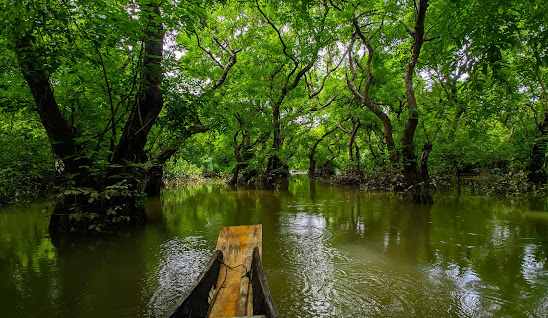 রাতারগুল সোয়াম্প ফরেষ্ট ও ওয়েটল্যান্ড
