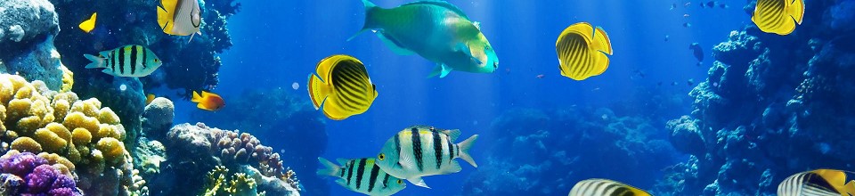 বাহারী মাছের ছবি