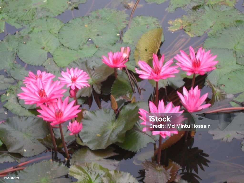 জাতীয ফুল