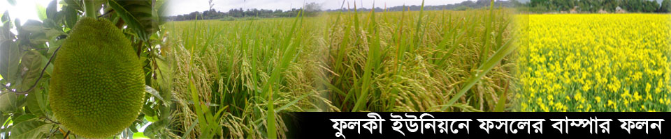 ফসলের বাম্পার ফলন