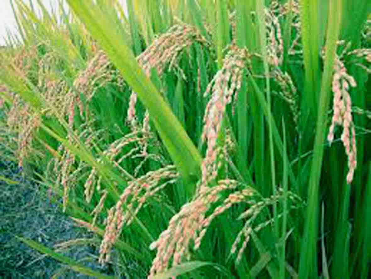কৃষি ও প্রাণিসম্পদ