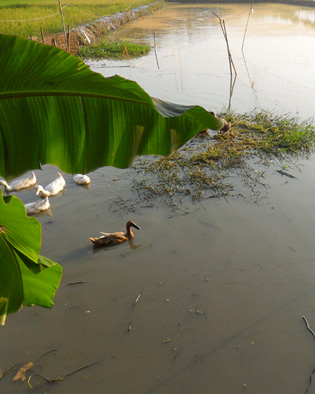 সাংস্কৃতিক