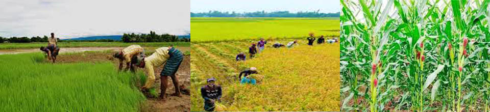 শস্য চিত্র