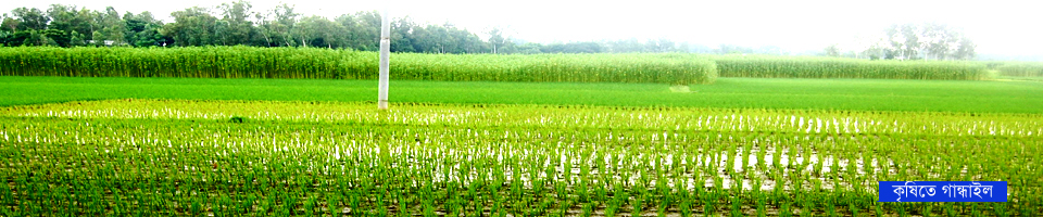 কৃষিতে গান্ধাইল ইউনিয়ন