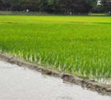 ভুমি অফিস