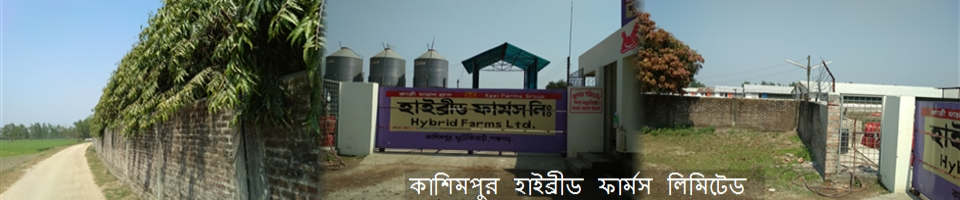 কাশিমপুর হাইব্রীড ফার্মস লিমিটেড