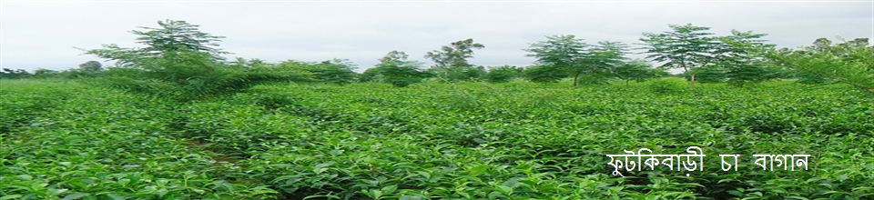 ফুটকিবাড়ী চা বাগান