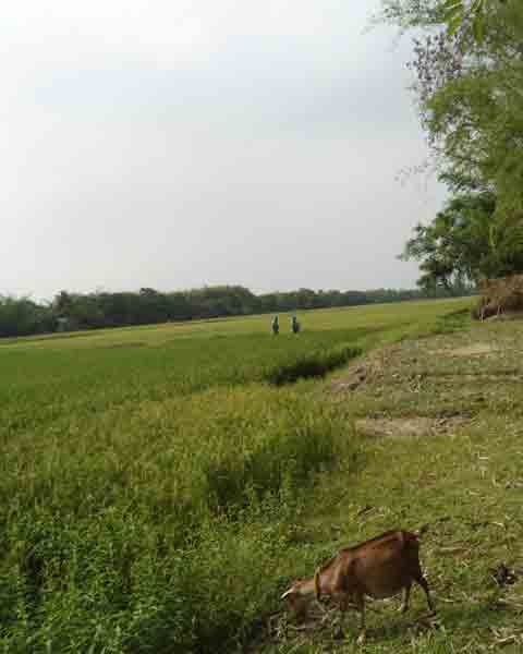 কৃষি ও প্রাণিসম্পদ