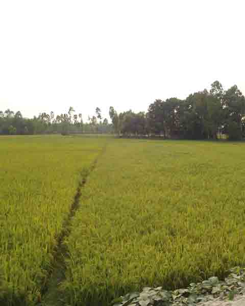 ভুমি অফিষ