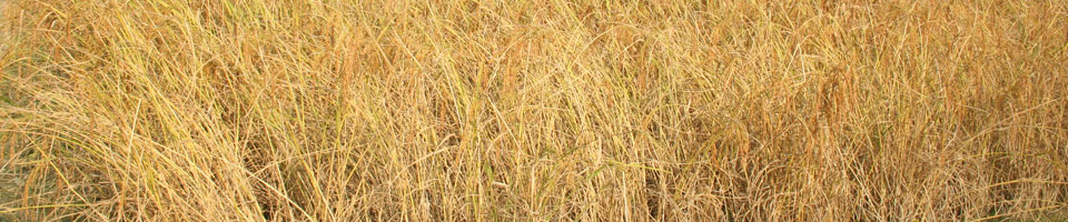 ধানের উন্নত জাত