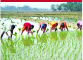 কৃষি ও প্রাণীসম্পদ