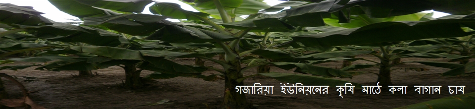 কলা বাগান