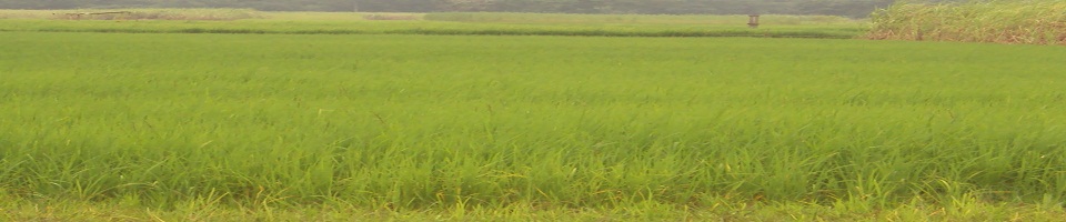 ৪নং গজিরটেক ইউনিয়ন মাঠের ধান ক্ষেত