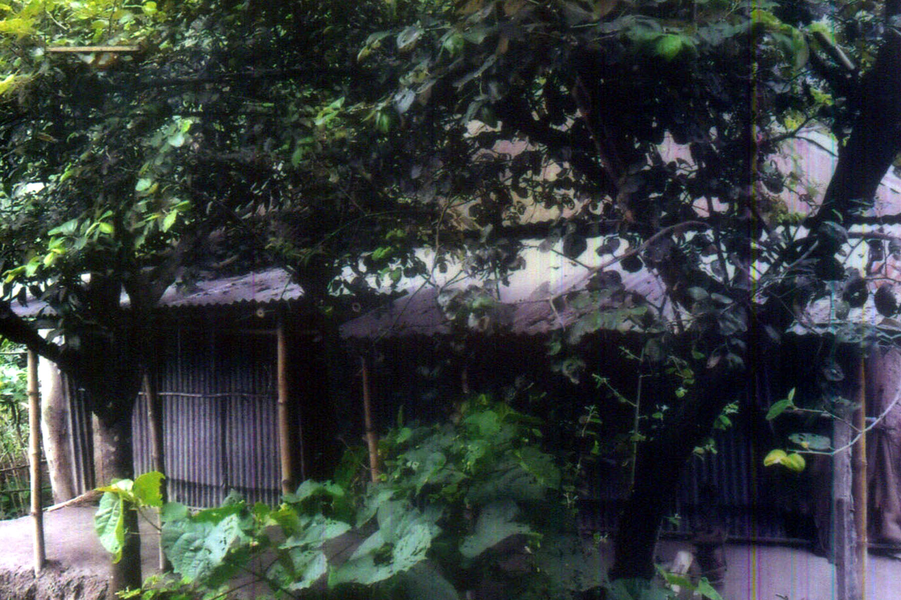 মোঃ ফরহাদ আলী