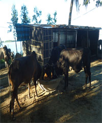 কৃষি ও প্রাণিসম্পদ