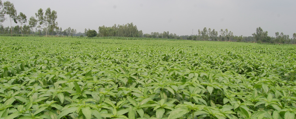 পাট গাছ