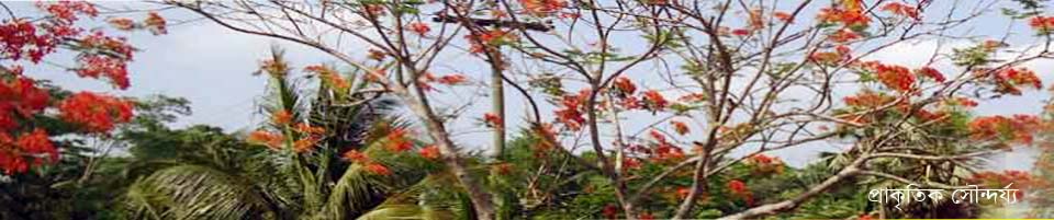 ব্যানার