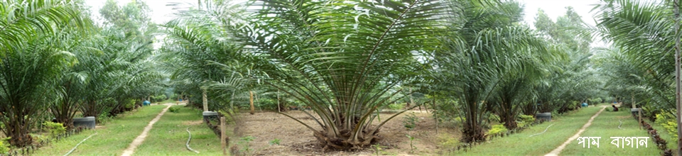 পাম বাগান