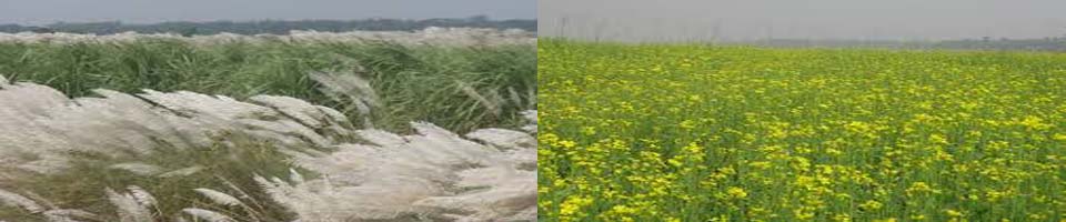 কাশ ফুল ও সরিষা ফুল