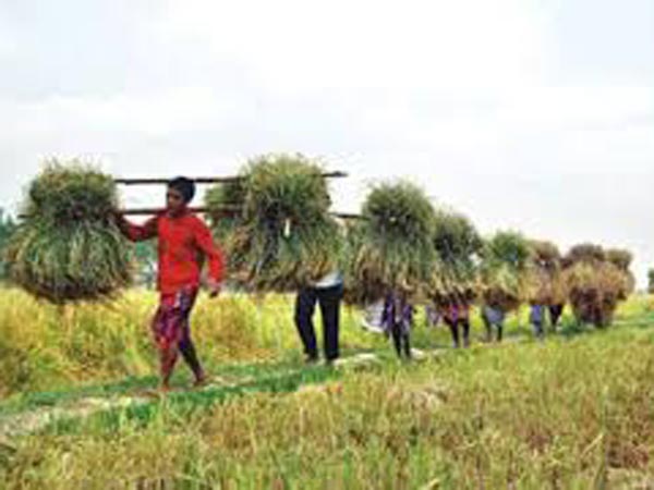 কৃষি ও প্রাণিসম্পদ