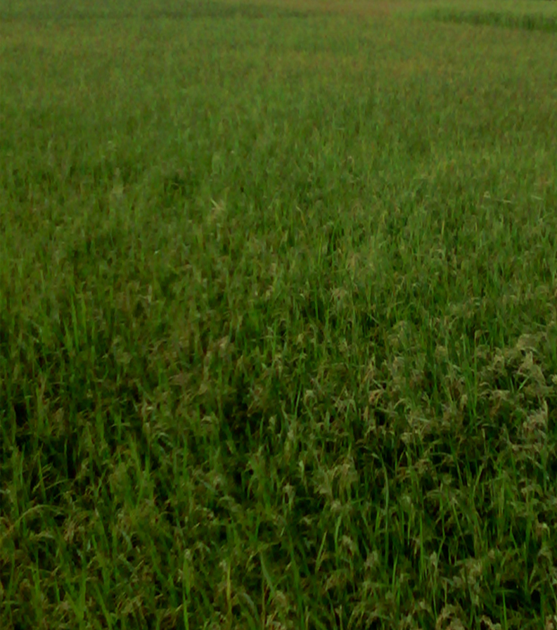 কৃষিওপ্রাণিসম্পদ