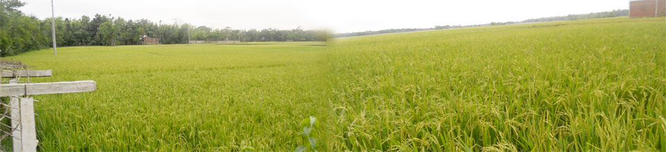 প্রকৃতিক দৃ্শ্য