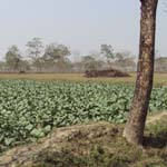 কৃষি ও প্রাণি সম্পদ