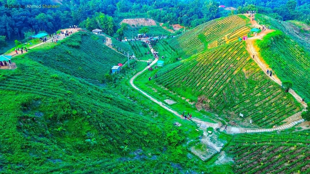 আলভিনা গার্ডেন