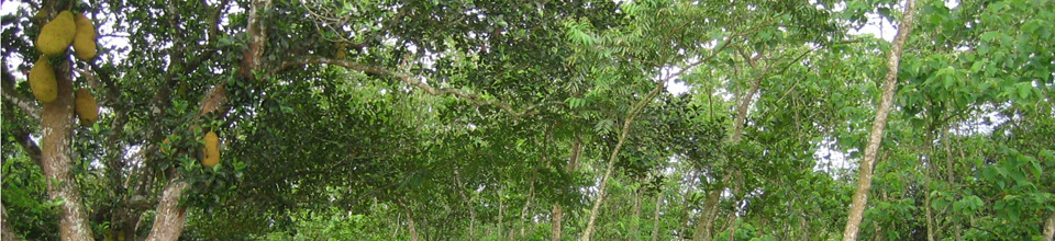 ২ নং গোলমুন্ডা ইউনিয়ন