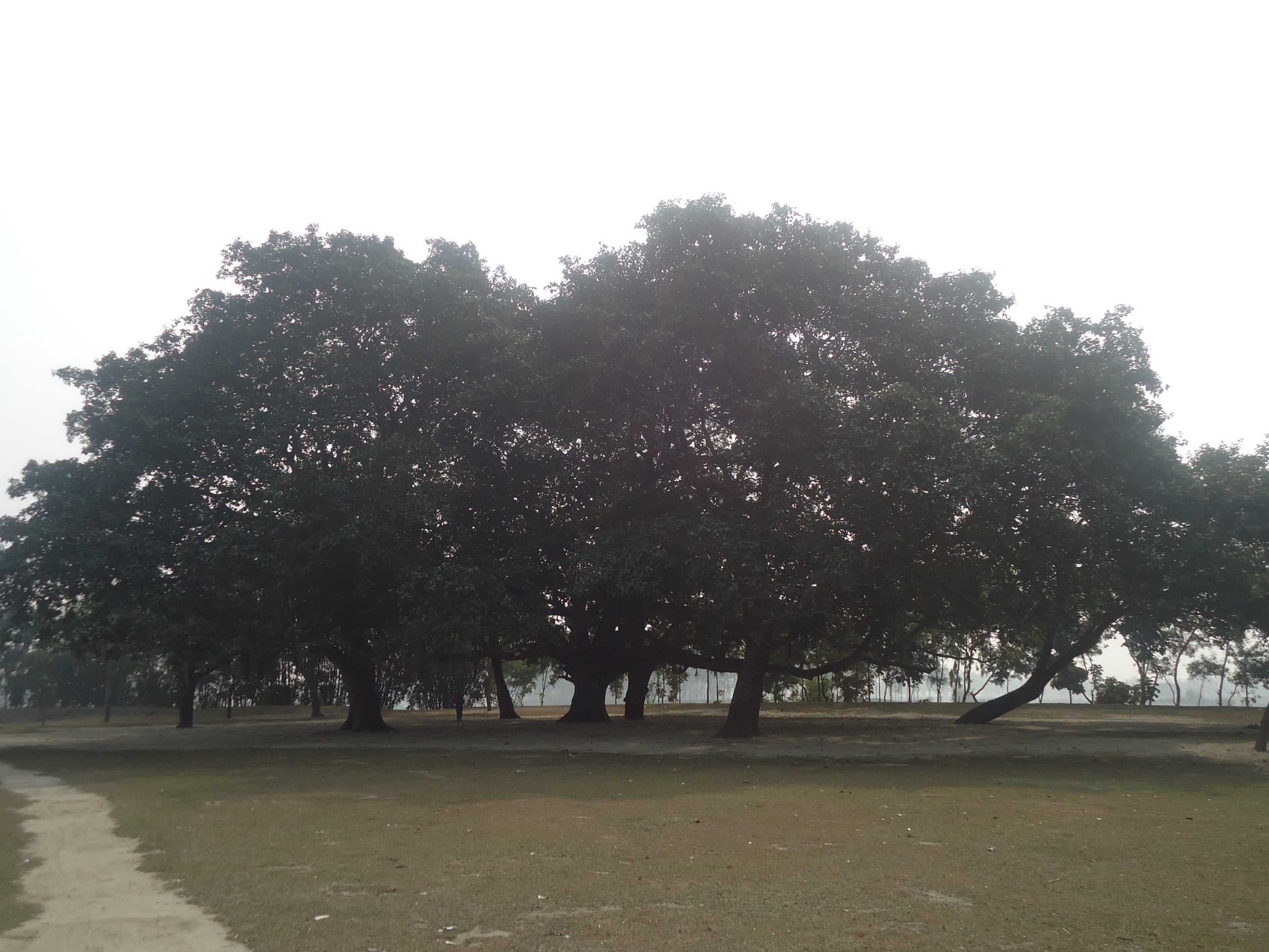 চেয়ারম্যান 