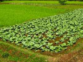 কৃষি ও প্রাণী সম্পদ