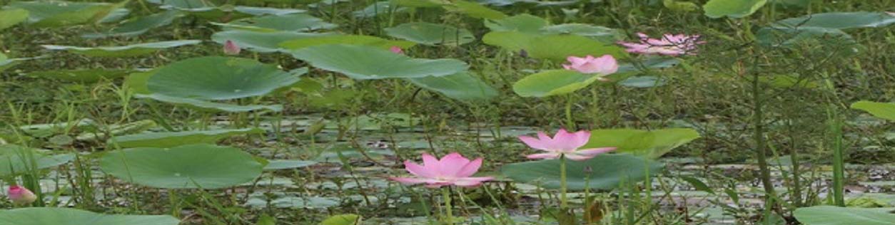 পদ্ম বিল, গোপালগঞ্জ