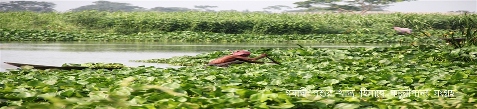 গবাদী পশুর খাদ্য হিসাবে নিচু খাল থেকে কচুরিপানা সংগ্রহ
