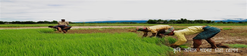 গোপালপুর ইউনিয়নের বিস্তৃত কৃষিক্ষেত।