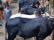 কৃষি ‍ও প্রাণি সম্পদ সেবা