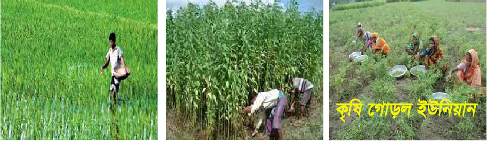 কৃষি গোড়ল ইউনিয়ান