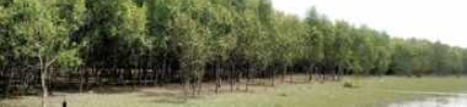 সুন্দরবন