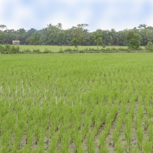 কৃষি ও প্রাণিসম্পদ