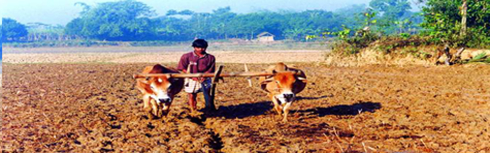 জমিতে বলদ দিয়ে হাল চাষ।