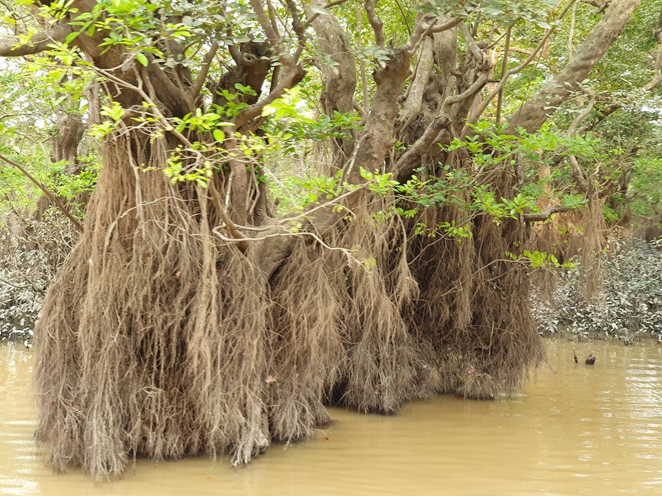 রাতারগোল সোয়াম ফরেস্ট