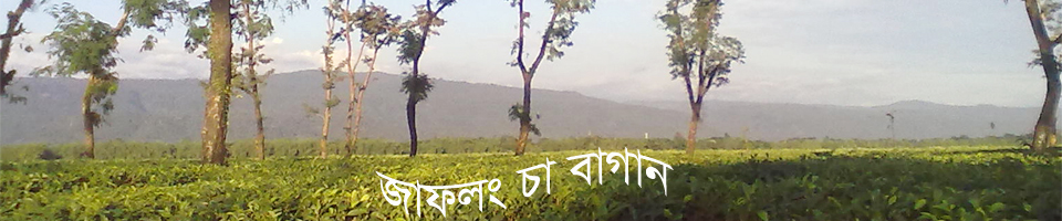 জাফলং এর চা বাগান