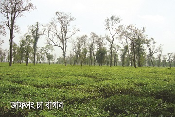 জাফলং চা বাগান