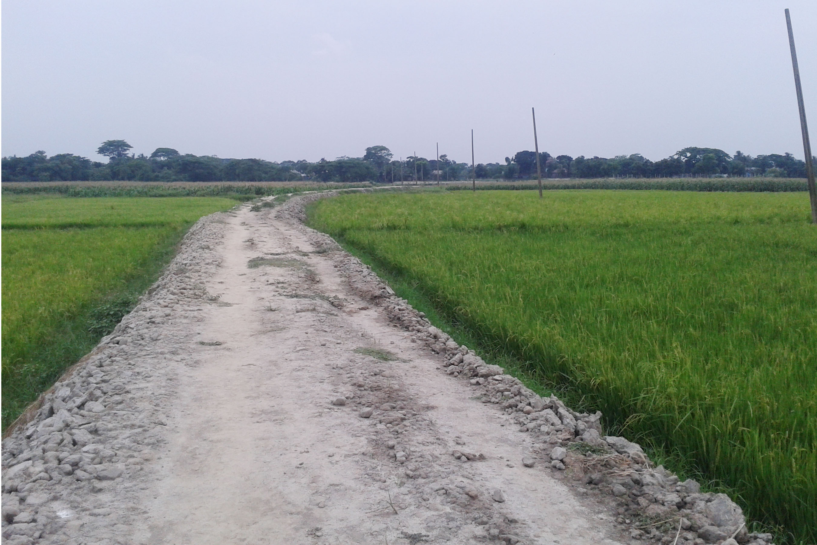 গুয়াগাছিয়া ইউনিয়নের নতুন রাস্তা।