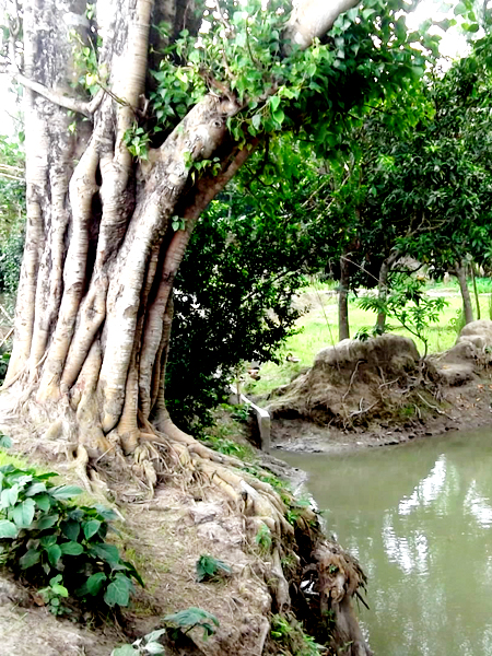 ফটো গ্যালারী