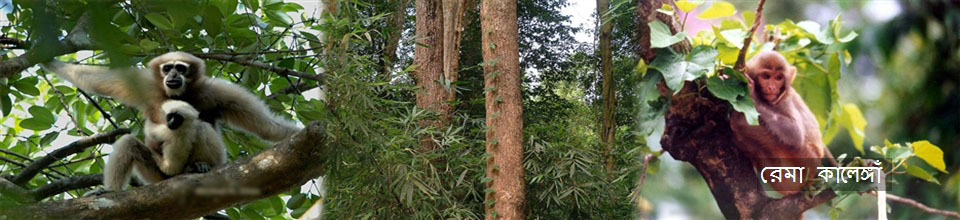 রেমা কালেঙ্গাঁ অভয়ারণ্য